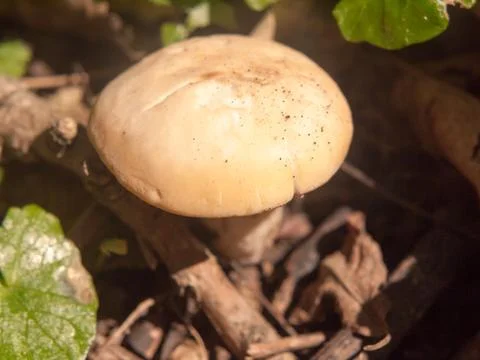 Close up white cap st george's mushroom - Calocybe gambosa Stock Photos