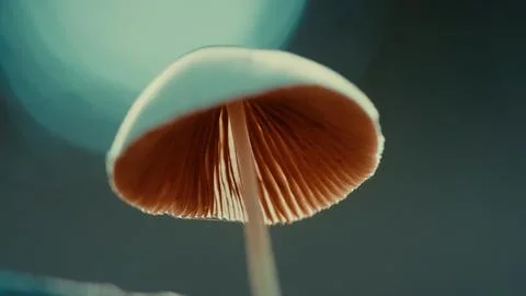 Close-up of a white-capped mushroom Stock Photos