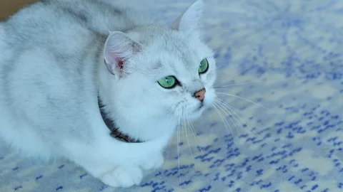 Close-up white cat. blue eye feeling surprised when looking at something. Stock Footage 111204392