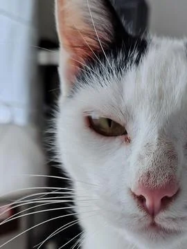 Close-up of White Cat with Curious Expression Stock Photos