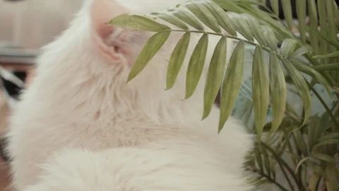 Close-up of a white cat with different eyes that hides in the grass Stock Footage 86301202