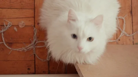 Close-up of a white cat with different eyes that hunts Stock Footage 87010081