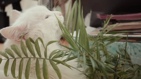 Close-up of a white cat with different eyes that is eating grass Stock Footage 87014967