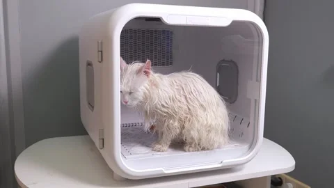 Close-up of a white cat drying in a pet dryer after bathing. Stock Footage 300832344