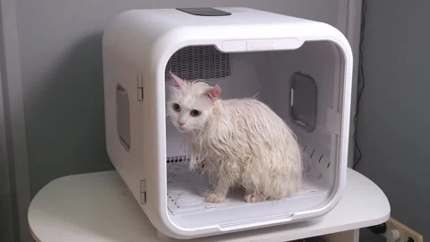 Close-up of a white cat drying in a pet dryer after bathing. Stock Footage 317931967