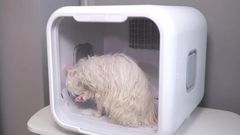 Close-up of a white cat drying in a pet dryer after bathing. Stock Footage 334120738