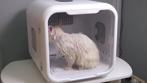 Close-up of a white cat drying in a pet dryer after bathing. Stock Footage 334941856