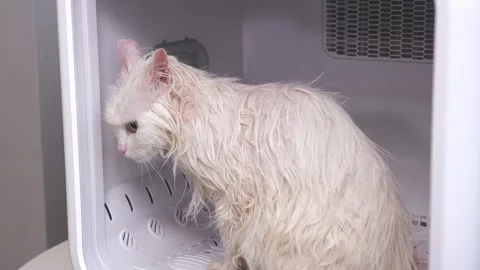 Close-up of a white cat drying in a pet dryer after bathing. Stock Footage 335681091