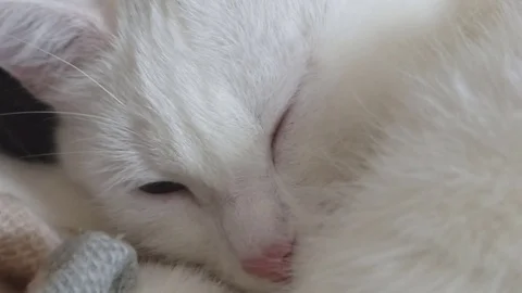 Close-up of white cat Stock Footage 75265760