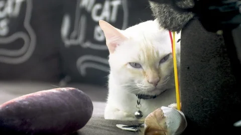 Close up of white cat laying on a couch and looking around Stock-Footage 107983982
