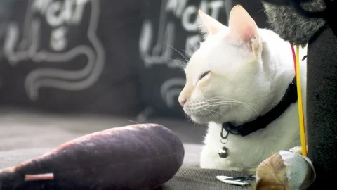 Close up of white cat laying on a couch and looking around Stock Footage 107984097