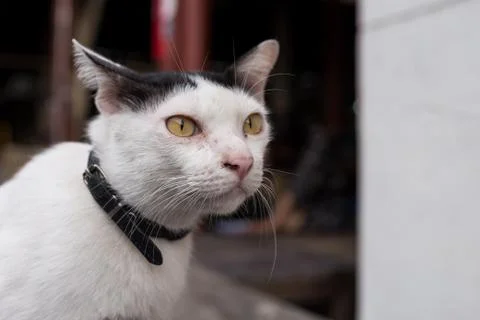 Close up white cat looking Stock Photos