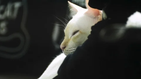 Close up of a White Cat lying on pillow on the couch while looking around Stock Footage 107984087
