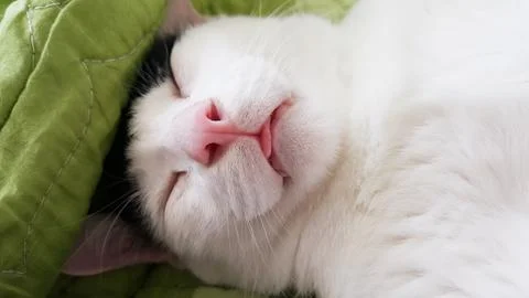 Close up of a white cat. Stock Photos