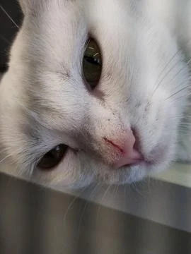 Close-up of a white cat Fotos de archivo