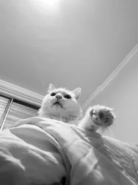Close-Up of a White Cat Stock Photos