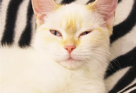 Close-up of a white cat with red spots and blue eyes. White Angora cat on a Stock Photos