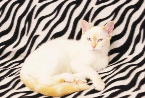 Close-up of a white cat with red spots and blue eyes. White Angora cat on a Stock Photos