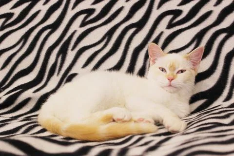 Close-up of a white cat with red spots and blue eyes. White Angora cat on a Stock Photos