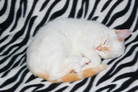 Close-up of a white cat with red spots and blue eyes. White Angora cat on a Stock Photos