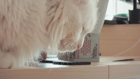 Close-up. White cat sitting on a table Stock Footage 86300549