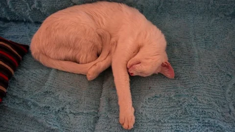 Close-up of a white cat sleeping gracefully on the armchair in the living room Stock Footage 164622534