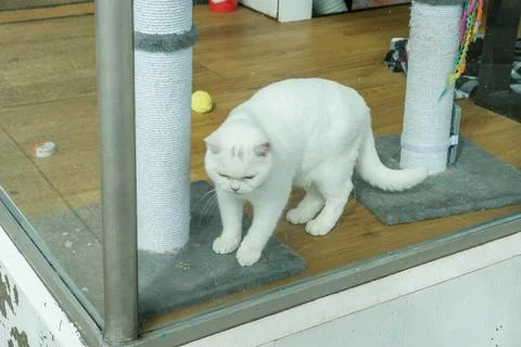 Close-up of a white cat standing on a gray mat next to a scratching post be.. Stock Photos