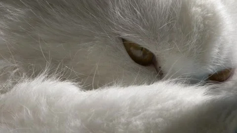 Close-up of a white cat trying to fall asleep Vidéo 266835944