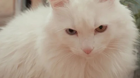 Close-up White cat. White cat thinks Stock Footage 86301485
