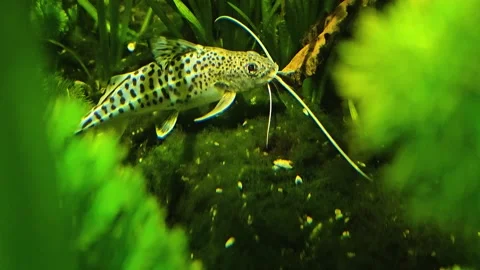 Close up of a white Catfish swimming Stock Footage 296555545