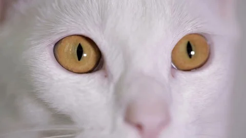Close-up of white cat`s eyes Video stock 94518971