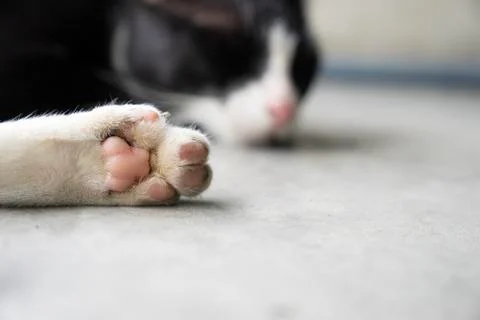 Close up white cat's leg with pink paw, sleeping cat on cement ground Stock Photos
