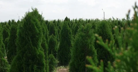 Close-up white cedar field in wind. Thuja occidentalis evergreen. 4k UHD video Stock Footage 78000828