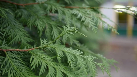 Close-up white cedar field in wind Stock Footage 82937686