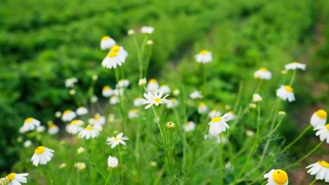 Close-up of white chamomile flowers growing beside a green farm field, with Stock Footage 341712789