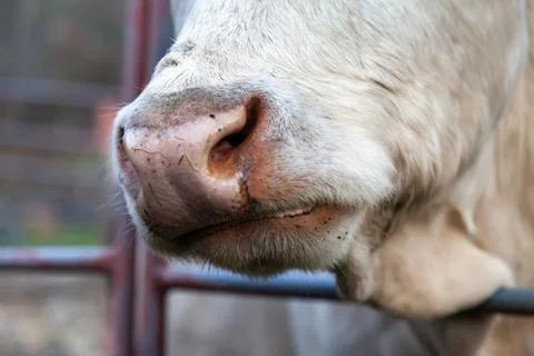 Close-up of a white Charolais cow's muzzle in a rural livestock farm. Stock Photos