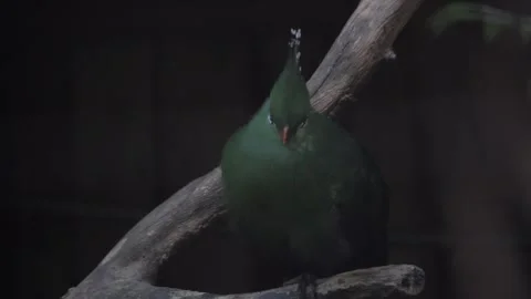 Close up of white-cheeked turaco. Tauraco leucotis standing on branche Stock Footage 254349148