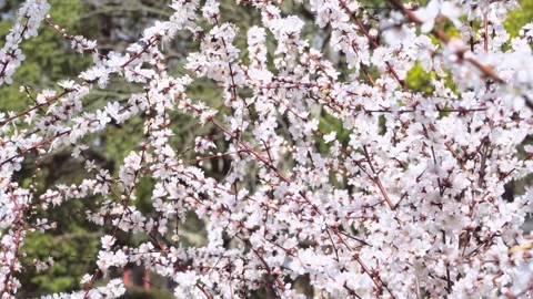 Close-Up White Cherry Blossom Flowers Blooming on Tree Branches in Spring Stock Footage 342222879