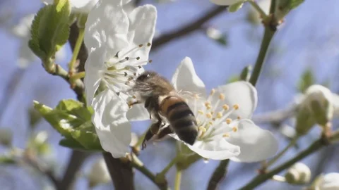 Close up of white cherry blossom Stock Footage 106277949