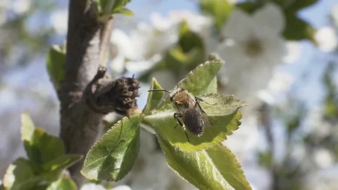 Close up of white cherry blossom Stock Footage 106277969