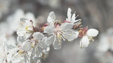 Close up of white cherry blossom Stock Footage 106277994