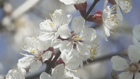 Close up of white cherry blossom Stock Footage 106278018
