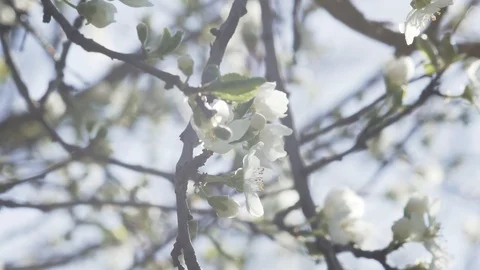 Close up of white cherry blossom Stock Footage 106278059