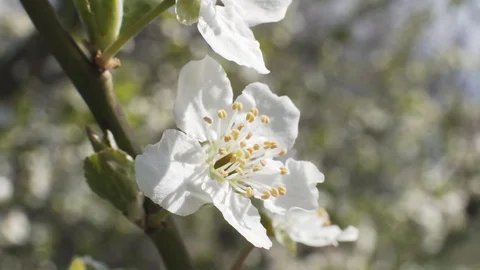 Close up of white cherry blossom Stock Footage 106278094