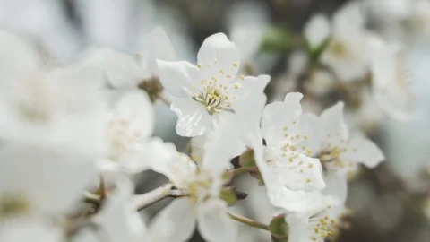Close up of white cherry blossom Stock Footage 106278113