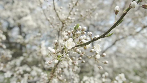 Close up of white cherry blossom Stock Footage 106278130