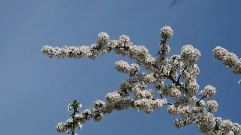 Close up white cherry blossom over clear blue sky Stock Footage 107844125