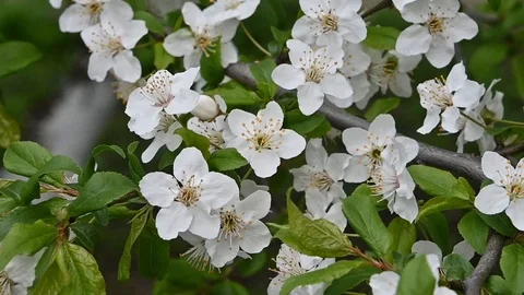 Close up white cherry blossom over green Stock Footage 107858083
