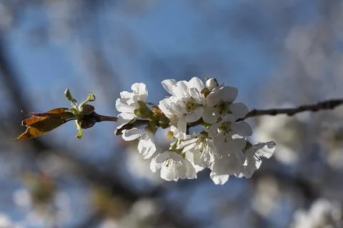 Close up white cherry blossom tree in the spring 스톡 사진