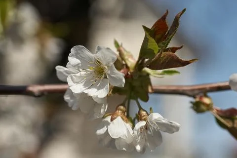 Close up white cherry blossom tree in the spring Stock-Fotos